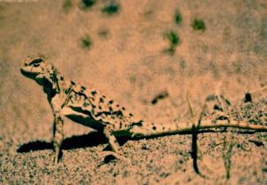 綣尾沙蜥 綣尾沙蜥