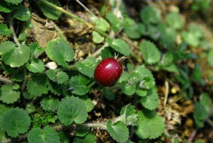 蕨葉花楸 蕨葉花楸