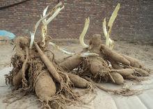 甘肅大麗花基地