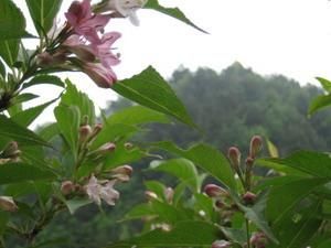 步步生蓮花 步步生蓮花