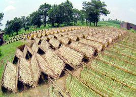 南雄曬黃煙 南雄曬黃煙