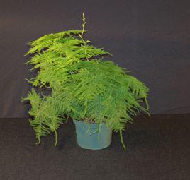 耐陰植物 耐陰植物