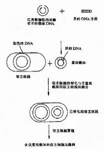 （圖）植物基因工程