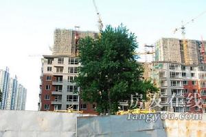 淺草綠閣水墨林溪