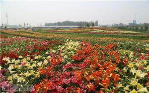 下盧鳳營村 下盧鳳營村