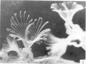 雲南羽苔 雲南羽苔