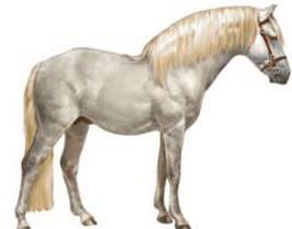 康尼麻拉馬 康尼麻拉馬