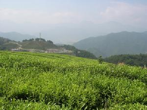 雲頂茶園度假村