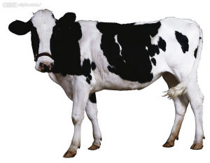 牛毛滴蟲病 牛毛滴蟲病