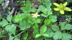 淺裂毛茛 淺裂毛茛