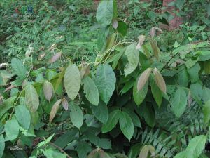 翅子瓜(原變種) 翅子瓜(原變種)