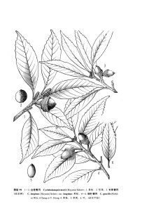 台灣青岡 台灣青岡