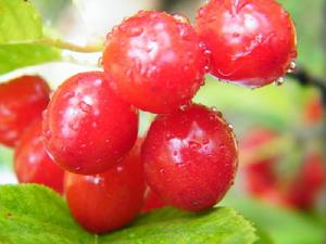 新安櫻桃 新安櫻桃