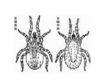 武陵副雙身蟲 武陵副雙身蟲