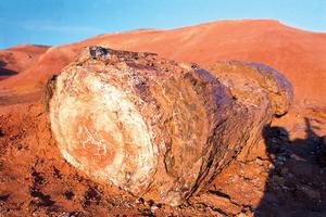 矽化木-恐龍國家地質公園