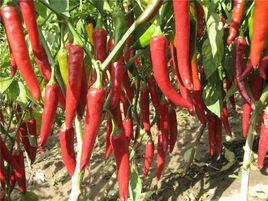開魯紅乾椒 開魯紅乾椒