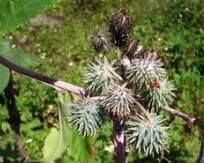 白蓖20號 白蓖20號