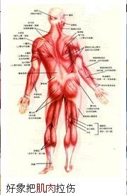 肌肉撕裂 肌肉撕裂