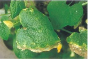 南瓜細菌性緣枯病 南瓜細菌性緣枯病