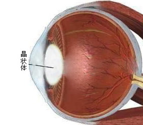 晶狀體