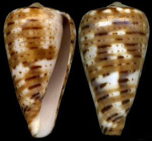 梅多奇芋螺 梅多奇芋螺