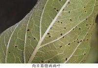 向日葵鏽病 向日葵鏽病