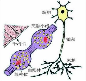突觸小泡 突觸小泡