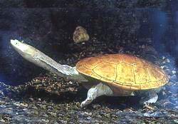 辛貝洛克長頸龜