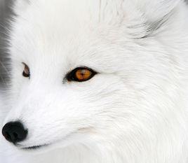 Arctic Fox Arctic Fox