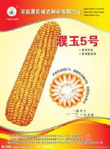 濮玉5號 濮玉5號