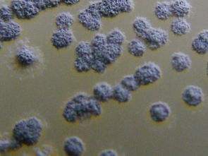 產黑鏈黴菌 產黑鏈黴菌