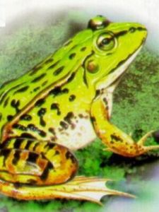 變態發育 變態發育