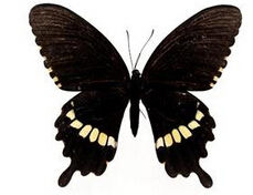 歐彩弄蝶 歐彩弄蝶