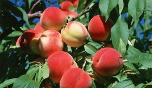 豫星農業觀光園 豫星農業觀光園