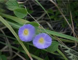 近無毛藍花土瓜（變種）
