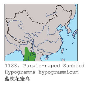 藍枕花蜜鳥分布圖