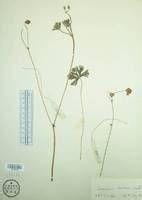 長根老鸛草 長根老鸛草