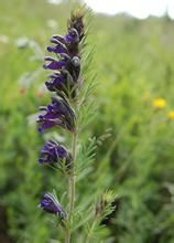 矮生甘青青蘭 矮生甘青青蘭