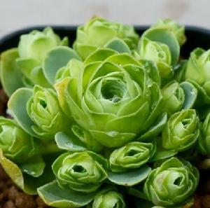 dodrantalis dodrantalis