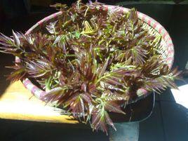 香椿根皮湯 香椿根皮湯