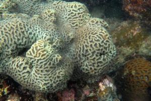 秘密角蜂巢珊瑚