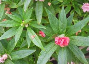 微萼鳳仙花 微萼鳳仙花