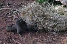 生活習性--進食、游泳、群居