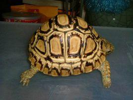 豹紋龜