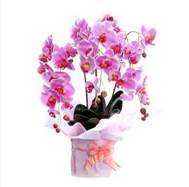 光觸媒仿真花 光觸媒仿真花