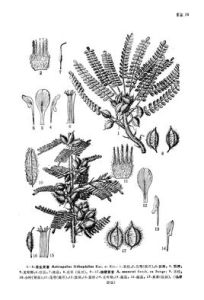 細梗黃耆 細梗黃耆