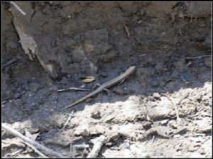 （圖）寧波滑蜥