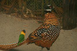 白冠長尾雉 白冠長尾雉