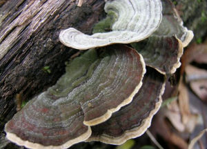 扁韌革菌 扁韌革菌