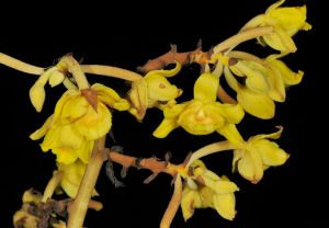 毛萼山珊瑚 毛萼山珊瑚